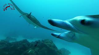 Close Manta Encounter at German Channel, Palau