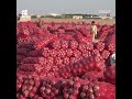 كساد يضرب محصول البصل اليمني والمزارعون يناشدون الحكومة