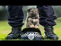 Funny and Cute German Shepherd Puppies Compilation #2 - Funniest GSD