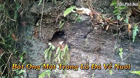 Cách bắt ong mật trong lỗ đá về nuôi - Trai Phố Núi