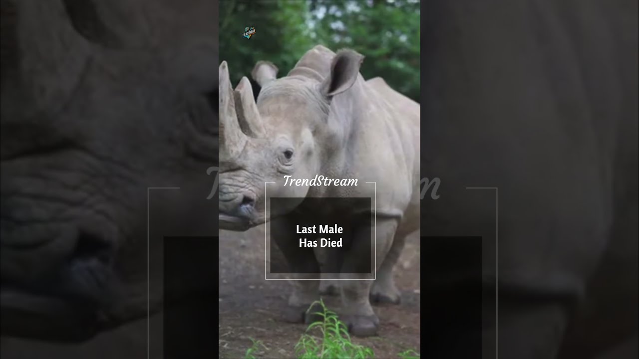 Northwestern White Rhino Declared Extinct After Last Male Dies Trendstream 