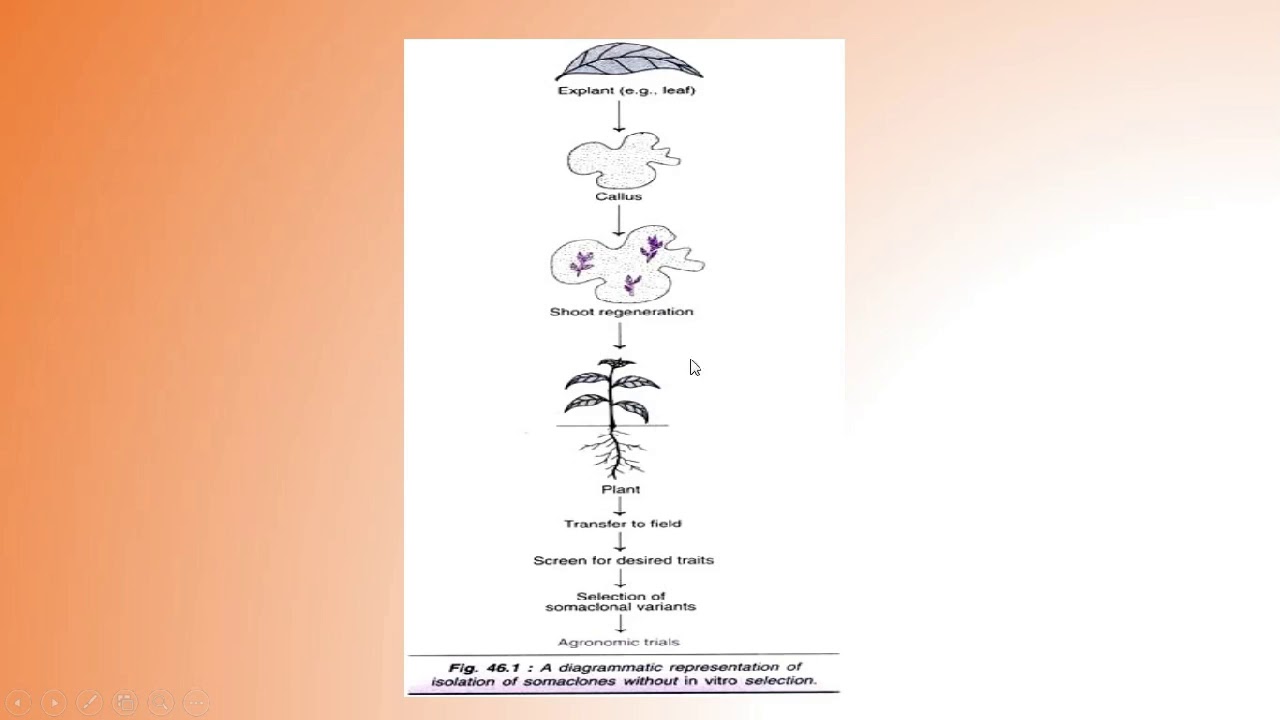 somaclonal variation - YouTube