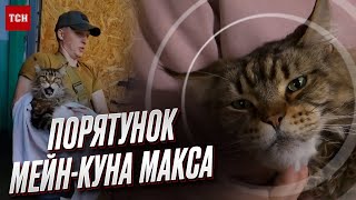 Кот-гигант из Херсона стал звездой Сети! Для его спасения привлекли кучу людей