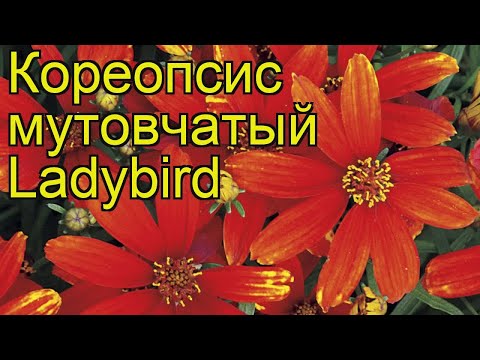 Video: Coreopsis Z Mnogimi Obrazi