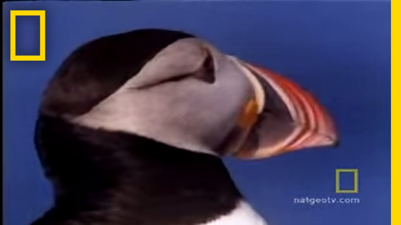 Atlantic Puffin  National Geographic