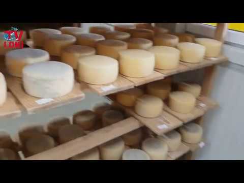 Video: Pravilna njega i razmnožavanje biljaka švicarskog sira