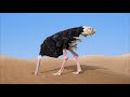 Почему страус прячет голову в песок?