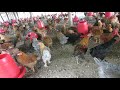 video de gallina criolla mejorada