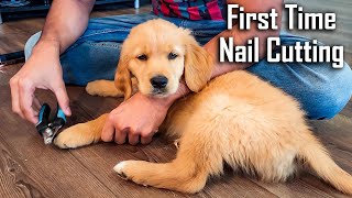 First Time Cutting Nails of my 9 Weeks old Golden Retriever Puppy | Kitna Mushkil Hai