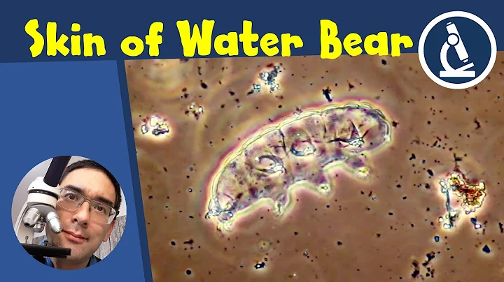 🔬 154 - TARDIGRADES under the microscope and how to find them  | Amateur Microscopy