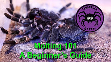 Molting 101 - A Beginner