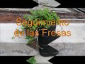 Seguimiento de la reproducción de la Fresa 🍓