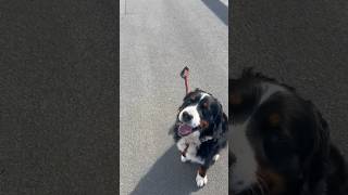 Bernese  mountain dog off leash training by the ocean #dogtraining #puppytraining