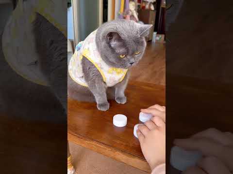 This blue cat is really too smart. #cat #catvideos #smartcat #pets