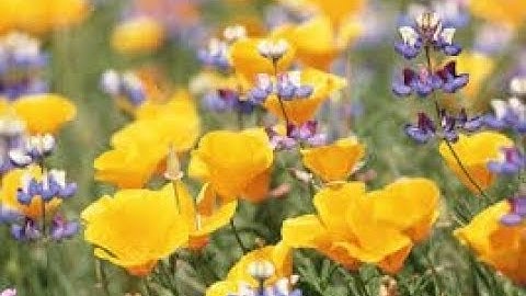 الشيخ محمود أبو الوفا الصعيدي رحمه الله \ ماتيسر من سورة الرعد