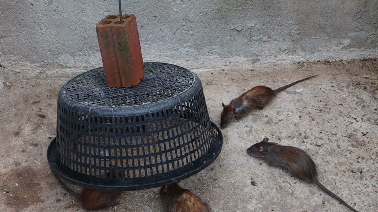 The Mouse Ran Away - Easy Trap Mouse - YouTube