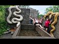 Brave Expert Rescues Young Girl from Giant White Python in Abandoned House.