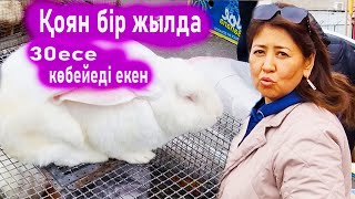 Vlog Тауық базардағы ең үлкен қоян бағасы. Қоян тез көбейеді екен