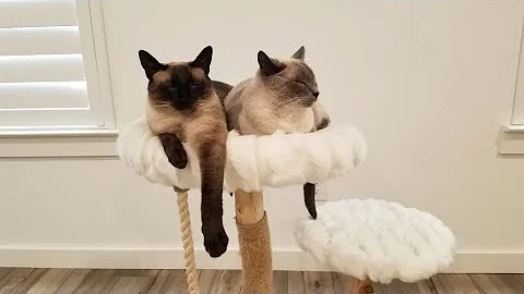 Watch the video about 2 kitties in cutie cat tree (Mau Cat Tree). #catlover #siamese #cat #cattree