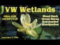 VW Wetlands - Wood Duck - Green Heron - Red-headed Woodpecker