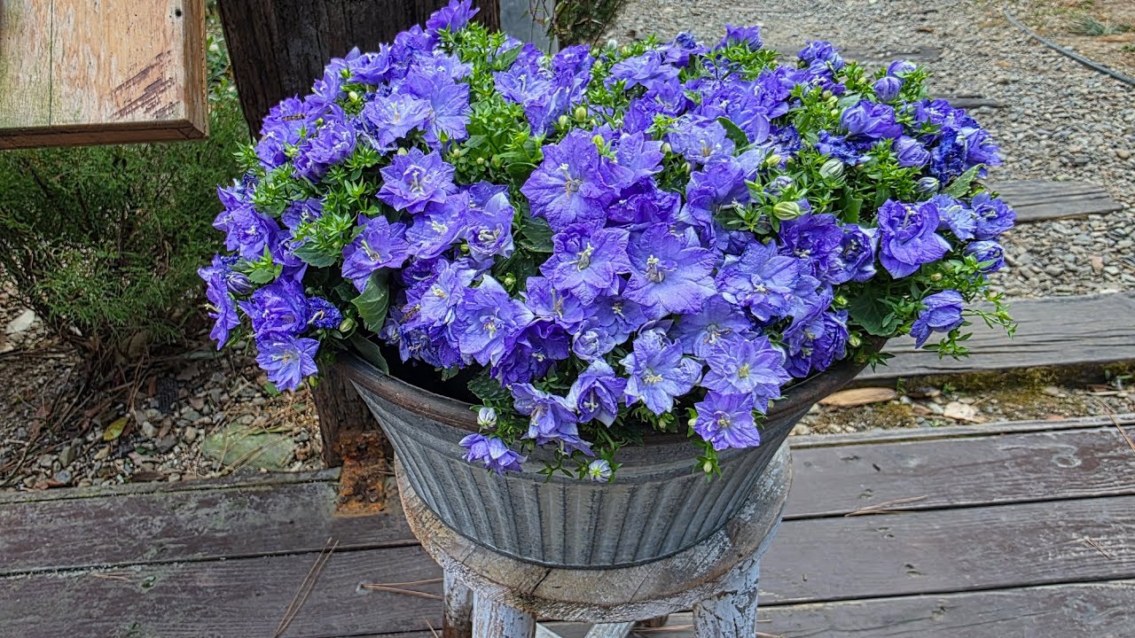 💥포항 환호식물원,65세이상 공짜랍니다.한번가보셔요