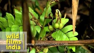 Green cardamon plantation in Kerala