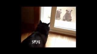 HOOTe CAT & his chipmunk in SPLAT ! real chipper tweets .. painful to watch by HOOTe Cat 3,636 views 14 years ago 2 minutes