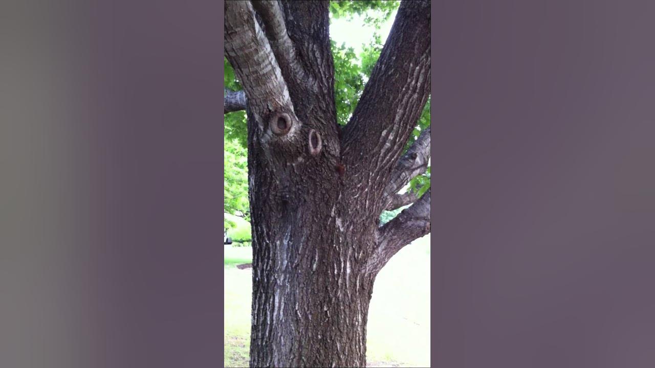 Butterflies feasting on oak tree sap YouTube