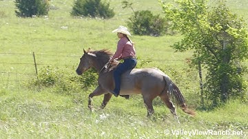 Bluez Cat - bareback and bridle-less trail riding and working the flag! - ValleyViewRanch.net
