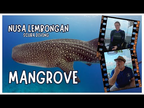 Nusa Penida Dive Sites: The Best of Mangrove #bali #scubadiving #gopro #best #whaleshark