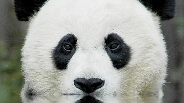 What continents are bears found on?
