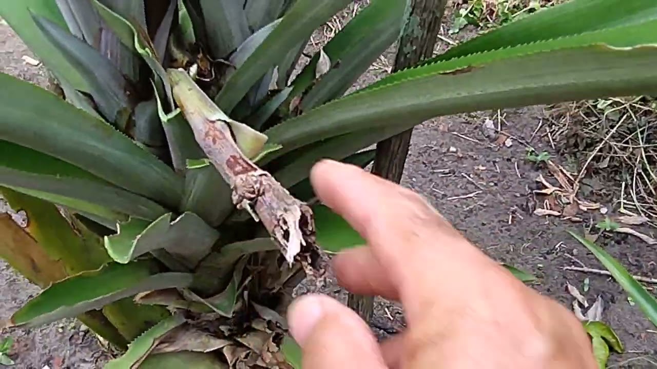 COMO TRABALHAR SEU PÉ DE ABACAXI  MÃE  !!