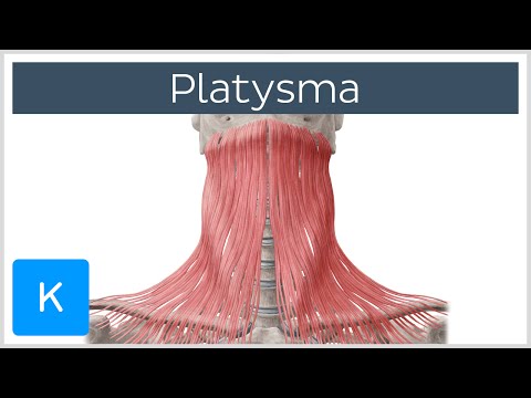 Video: Platysma Muscle Origin, Function & Function - Body Mapy