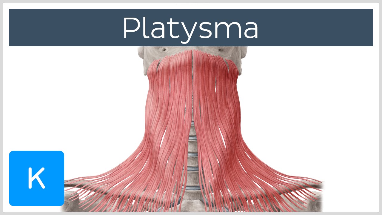 Platysma muscle - Origin, Insertion, Innervation & Function - Human