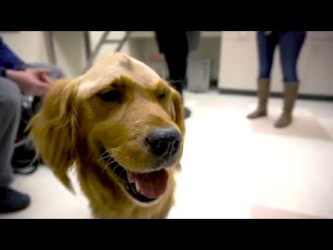 Video: Senior redningshund diagnostisert med hjernetumorbekjempelser for hennes liv