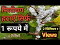 remove mealy bug from any plant / मिली बग हटाएँ सिर्फ 1 रुपये में तुरन्त / milibug kaise hataye