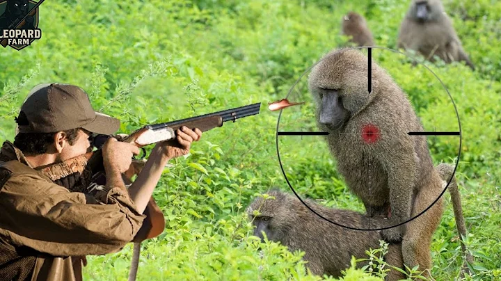 How Do American Hunters And Farmers Deal With Millions Of Wild Monkeys And Boars