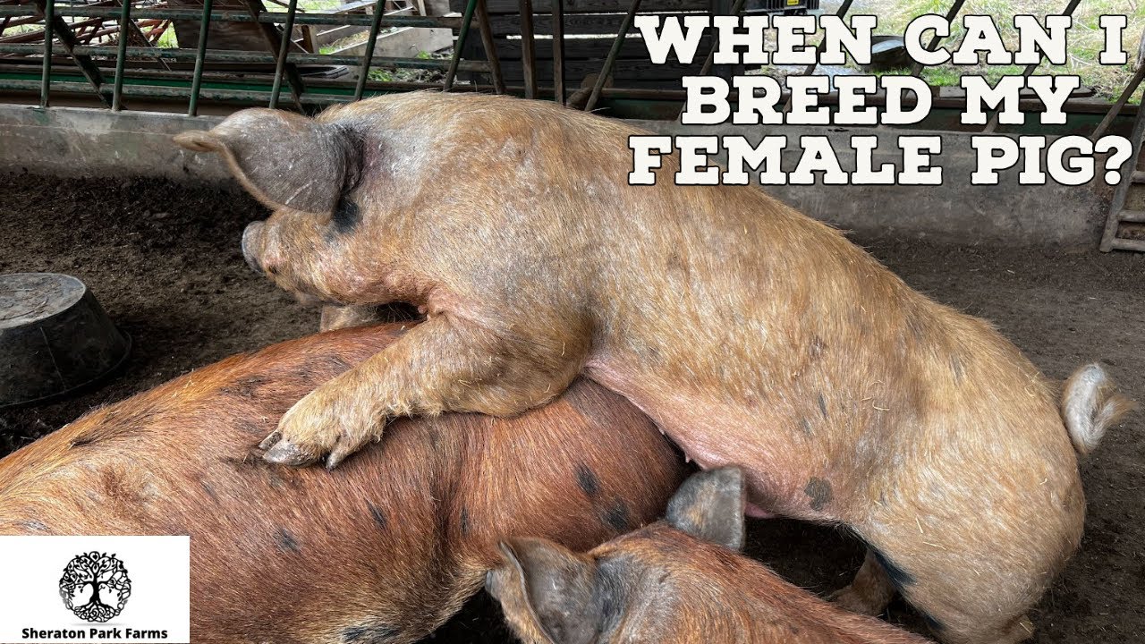 Best Time To Breed Pastured Pigs YouTube