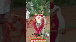 #குரு#காளை  #அழகு#தோரணம்#காட்சி#trending#jallikattu#shortsfeed#viralvideo#shorts#eruthattam#kangeyam