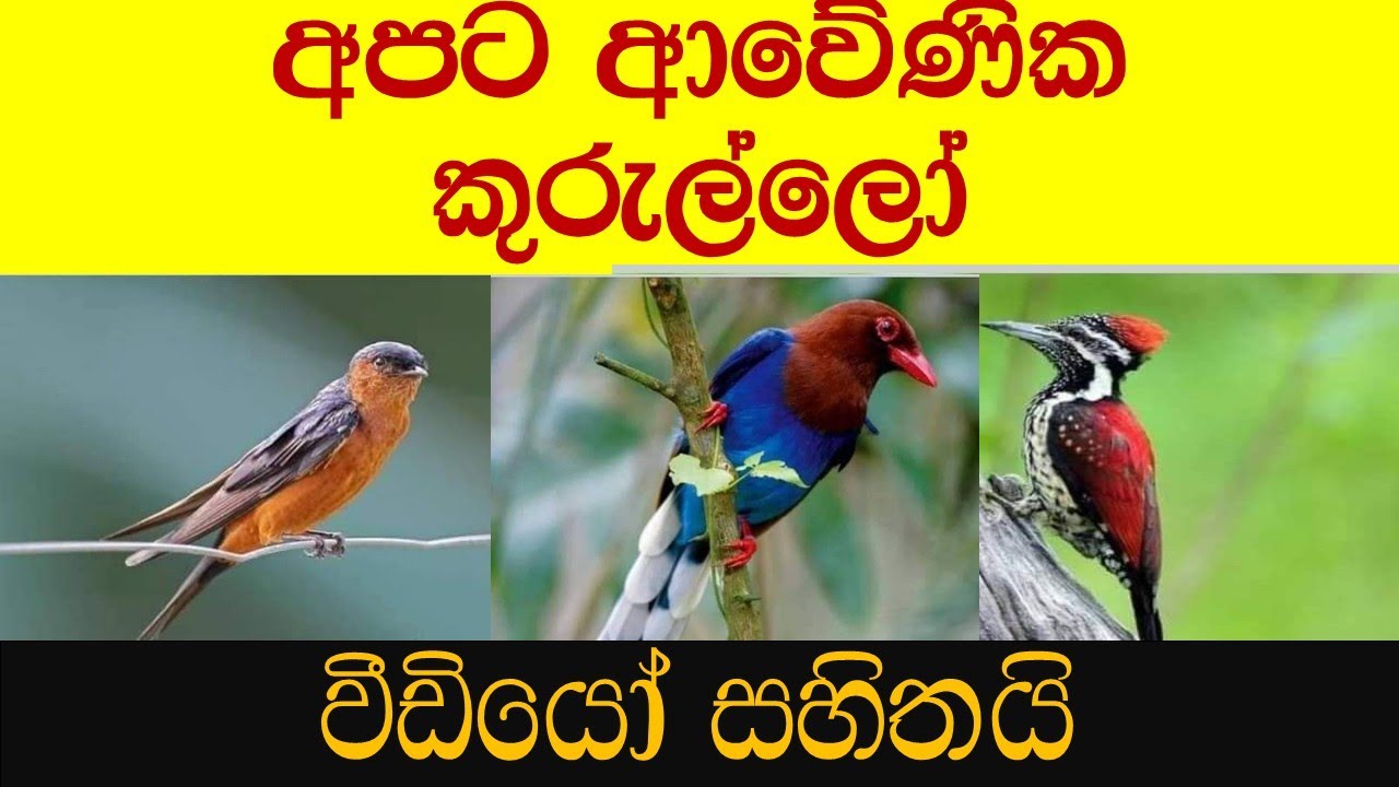 Sri Lanka Birds ශ්‍රී ලංකාවේ පක්ෂි ජීවීන් News report YouTube