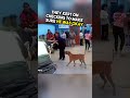 These dogs refused to leave their owner in the hospital 🥺 #shorts