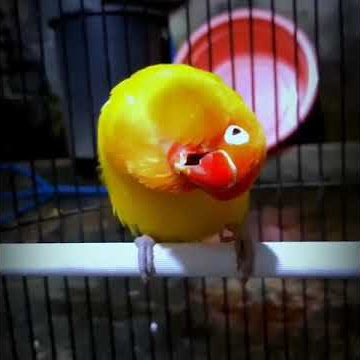 lOVE BIRD KONSLET GAYA MEWAH #lovebirdmania #kicaumaniaindonesia #storywa #storywakeren