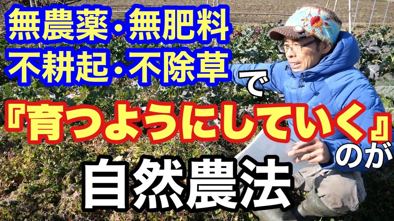 【自然農の始め方:後編】無農薬･無肥料･不耕起・不除草で野菜を育てる為にやること：2022年1月24日
