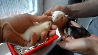 Домашние декоративные крысы дамбо и обычные. Домашние декоративные крысы дамбо и обычные.
