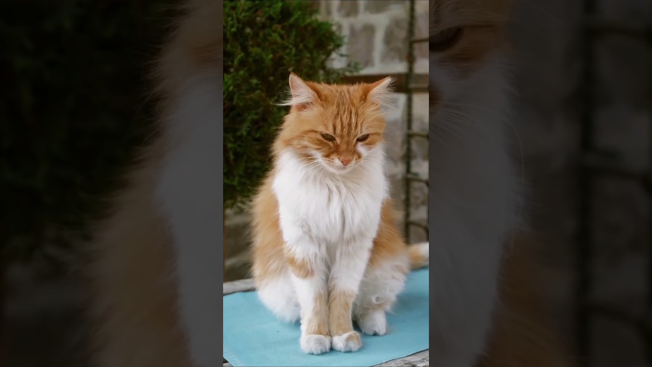 The Shy Kitty 😻#cat#catlover#animals #love #youtubeshorts#cutecat#shycat