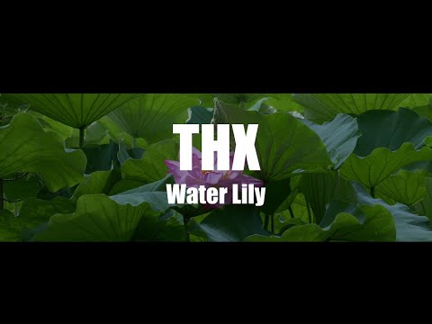 THX-Project Water Lily