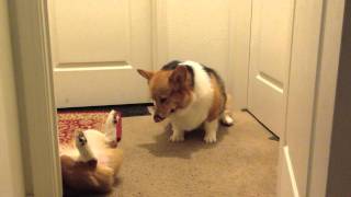 World's Laziest Corgi Fight