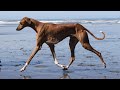 Azawakh: The Ancient African Greyhound