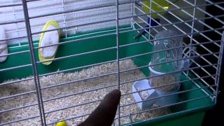 Button Quail: 5 Weeks + Cage Changes