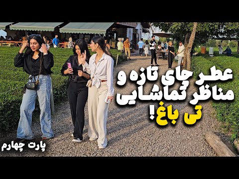 From Leaf To Cup Of Tea The Amazing Story Of The Northern Tea Garden